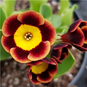 Primula auricula Sumo