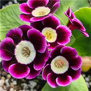 Primula auricula Symphony