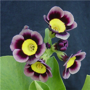 Primula auricula T A Hadfield