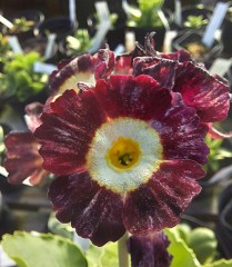 Primula auricula Tay Tiger