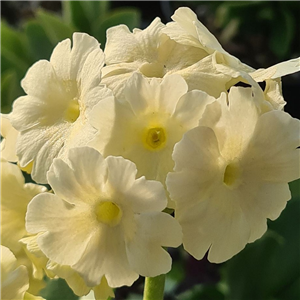 Primula auricula The Cat