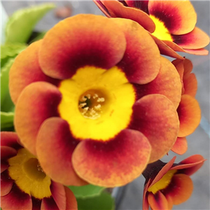 Primula auricula Toffee Crisp