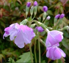 Primula sieboldii Edasango