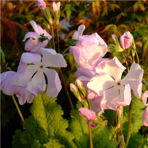 Primula sieboldii Hatu-goromo