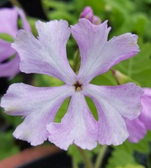 Primula sieboldii Tukasamesi