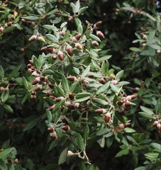 Quercus ilex