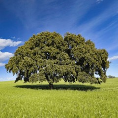 Quercus ilex