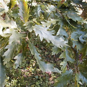 Hedging Quercus petraea bare rooted each