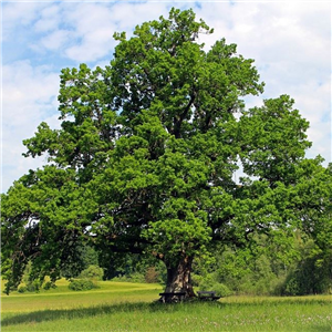 Hedging Oak  (Quercus robur) bare rooted 5 per pot