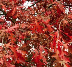 Quercus rubra