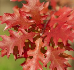 Quercus rubra