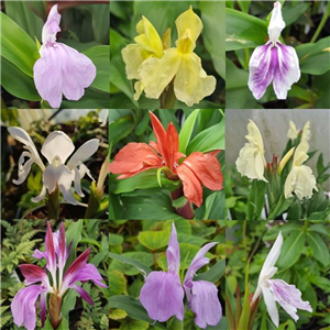 Roscoea collection 6 x 2l