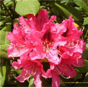 Rhododendron Chevalier Felix de Sauvage