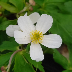 Ranunculus aconitifolius