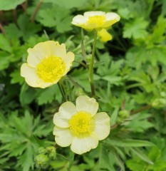 Ranunculus acris Citrinus