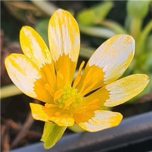 Ranunculus ficaria Anita