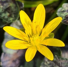 Ranunculus ficaria Brambling