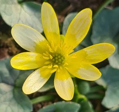 Ranunculus ficaria Deborah Jope