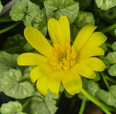 Ranunculus ficaria Diane Rowe