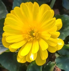 Ranunculus ficaria Double Bronze