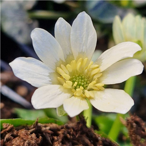 Ranunculus ficaria Albus