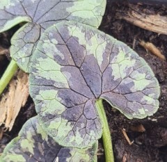 Ranunculus ficaria Anaconda