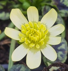 Ranunculus ficaria Anaconda