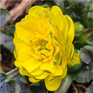 Ranunculus ficaria Angele