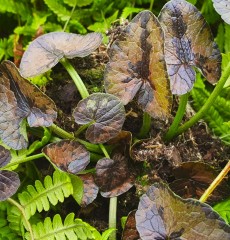 Ranunculus ficaria Berliner Bronzeblatt