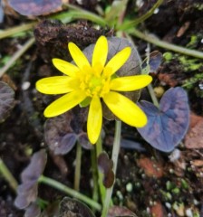 Ranunculus ficaria Berliner Bronzeblatt