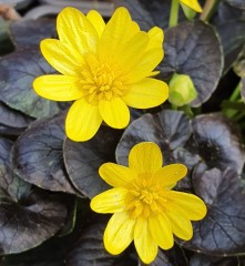 Ranunculus ficaria Brazen Hussey