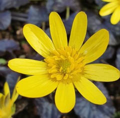 Ranunculus ficaria Brazen Hussey