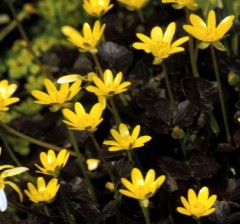 Ranunculus ficaria Brazen Hussey