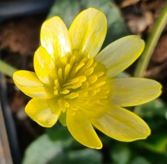 Ranunculus ficaria Coffee Cream