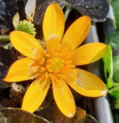 Ranunculus ficaria Coppernob