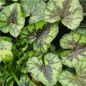 Ranunculus ficaria Damerham