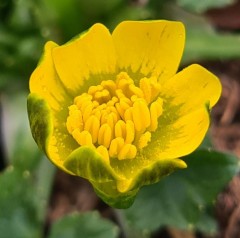 Ranunculus ficaria Diane Rowe