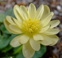 Ranunculus ficaria Double Cream (Double Mud)