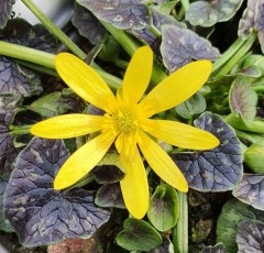 Ranunculus ficaria Dusky Maiden