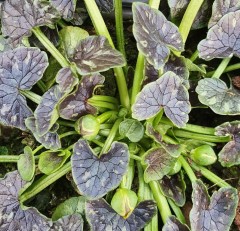 Ranunculus ficaria Dusky Maiden