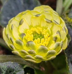 Ranunculus ficaria Florence