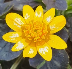 Ranunculus ficaria Fried Egg