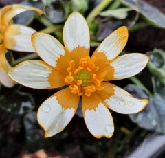 Ranunculus ficaria Fried Egg