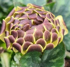 Ranunculus ficaria Graham Joseph