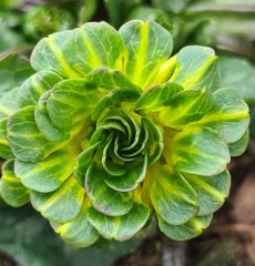 Ranunculus ficaria Green Petal