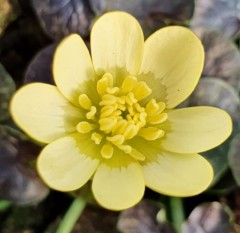 Ranunculus ficaria Hyde Hall