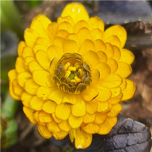 Ranunculus ficaria Jacqueline