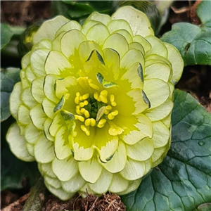 Ranunculus ficaria Ken Aslett