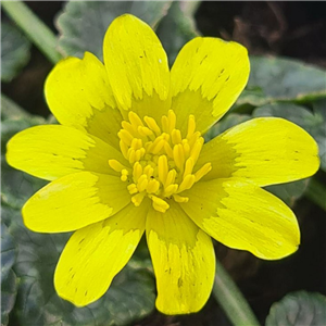 Ranunculus ficaria Lambroke Variegated