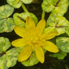 Ranunculus ficaria Martin Gibb